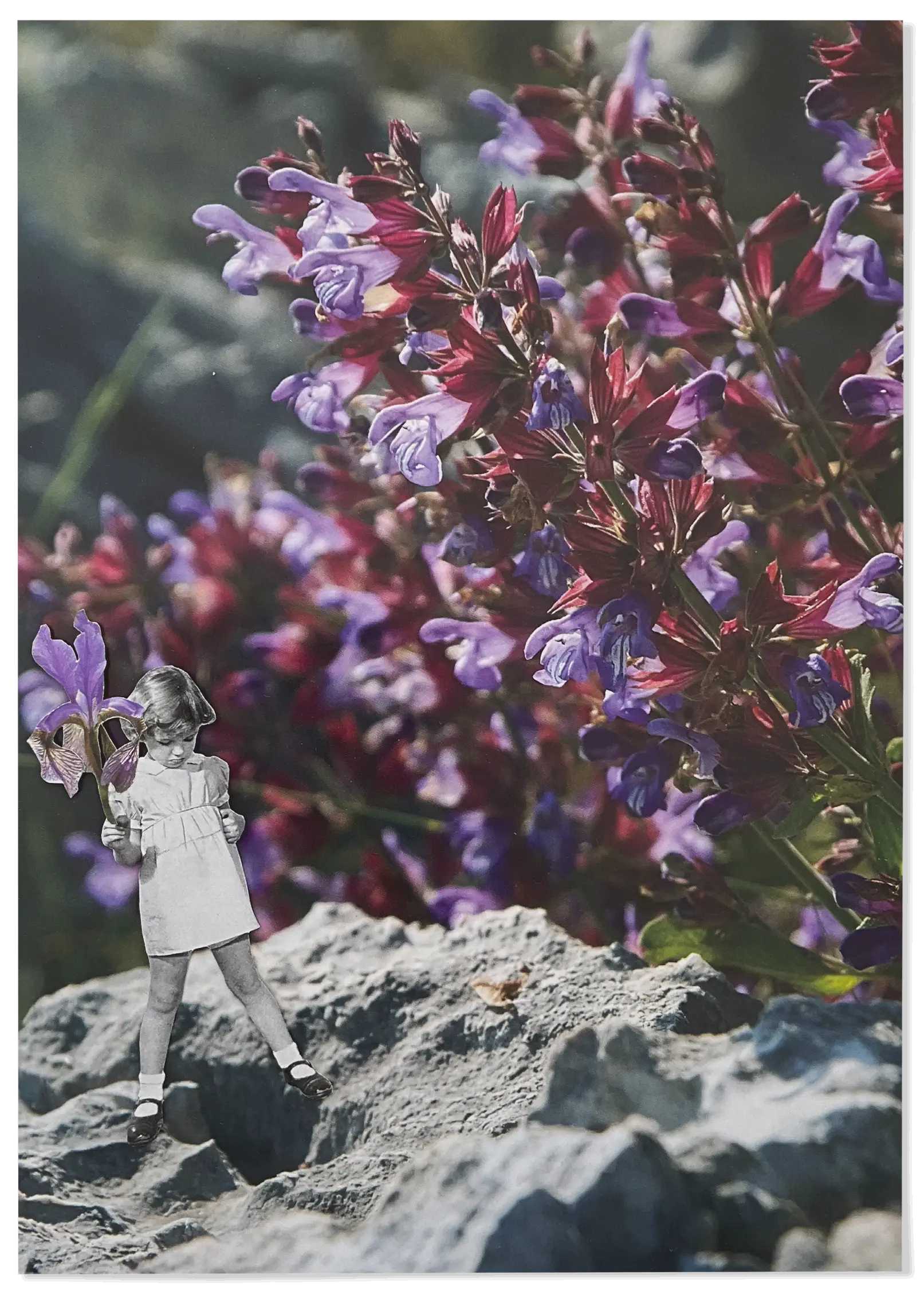 La nena de la flor, Victoria Antonijevic